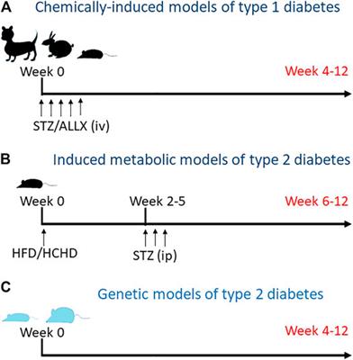 Electrical Features of the Diabetic Myocardium. Arrhythmic and Cardiovascular Safety Considerations in Diabetes